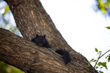 Squirrrel by Mitsubishiman, photography->animals gallery