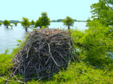 Osprey Nest by Mvillian, Photography->Nature gallery