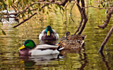 Under the Willow by Eubeen, photography->birds gallery