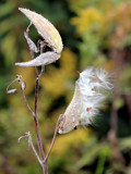 Milkweed Launch by Pistos, photography->nature gallery