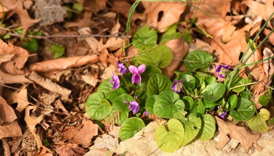 Click here to view at full resolution.