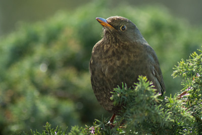 Click here to view at full resolution.