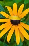 Don't Be Shy by tigger3, photography->flowers gallery