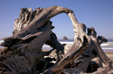  a driftwood frame by jeenie11, Photography->Shorelines gallery