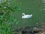 Danube &amp; Swan by Blumie, Photography->Birds gallery