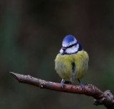 Bluetit... by biffobear, photography->birds gallery