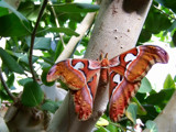 Giant! by BossCamper, Photography->Butterflies gallery