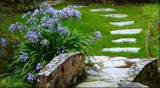 Agapanthus By A Little Path by LynEve, photography->landscape gallery