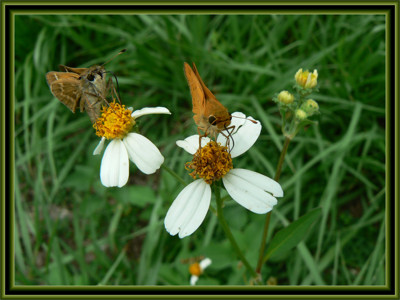 Click here to view at full resolution.