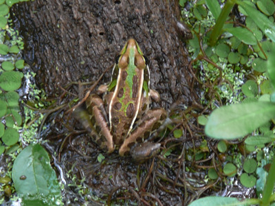 Click here to view at full resolution.