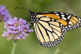Just Passing Through by rahto, photography->butterflies gallery
