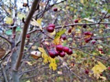 autumn hawthorn by Marzena, photography->nature gallery