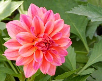 Click here to view at full resolution.