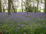 Hammonds Copse by krt, photography->landscape gallery