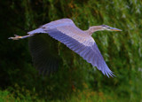 Great Blue Heron in Flight by legster69, Photography->Birds gallery
