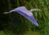 Great Blue Heron in Flight by legster69, Photography->Birds gallery