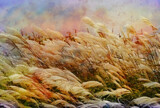 Pampas Grass by Starglow, photography->general gallery