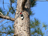 Woodpecker by Mvillian, Photography->Birds gallery