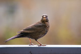 Got something for me? by Ramad, photography->birds gallery
