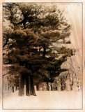 Trees by Starglow, photography->landscape gallery