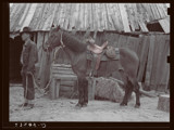 Packing a horse by rvdb, photography->manipulation gallery