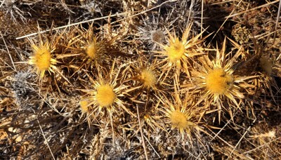 Click here to view at full resolution.