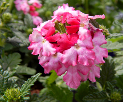 Click here to view at full resolution.