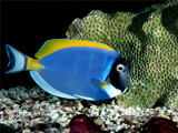 Powder Blue Tang by Texan1968, photography->animals gallery
