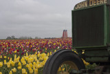 John Deer and the tulips by auroraobers, photography->flowers gallery