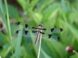 dragon fly by chumjohn, Photography->Insects/Spiders gallery