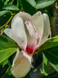 Jane Magnolia by Pistos, photography->flowers gallery