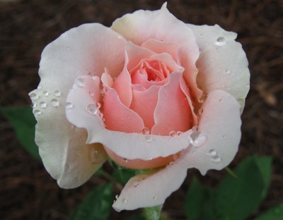 Click here to view at full resolution.