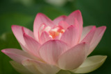 Pink Lotus by lafernd02, Photography->Flowers gallery