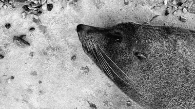 Click here to view at full resolution.