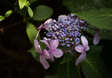 Hydrangea by Pistos, photography->flowers gallery