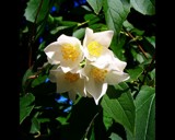 little jasmine by persona, Photography->Flowers gallery