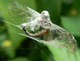 Tomorrows Lunch by Mvillian, photography->insects/spiders gallery