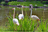 Flamingos Three by Ramad, photography->birds gallery