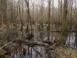 Winter Swamp by Mvillian, Photography->Nature gallery