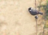 Chickadee Desktop by CDHale, photography->birds gallery