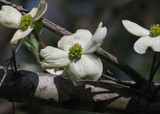 Dogwood by allisontaylor, Photography->Flowers gallery