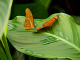 Julia Butterflies by gonedigital, Photography->Butterflies gallery