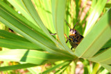 Peek-a-Boo. by neveahsangel, photography->insects/spiders gallery