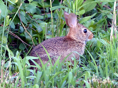 Click here to view at full resolution.