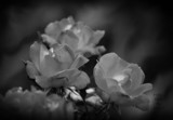 Foofy Roses in Black and White by vangoughs, photography->flowers gallery