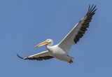 Flight by rahto, photography->birds gallery