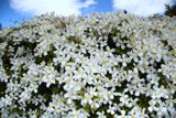 Puawhananga (NZ Clematis) by LynEve, photography->flowers gallery