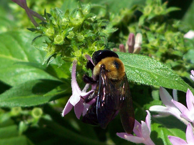 Click here to view at full resolution.