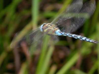 Click here to view at full resolution.