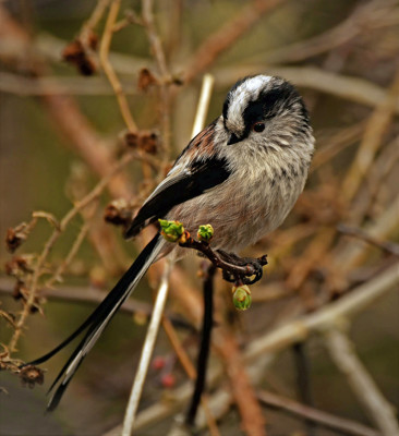 Click here to view at full resolution.